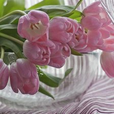 Розовые тюльпаны