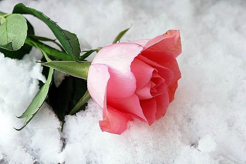 Роза на снегу - зима, цветы, картина - оригинал