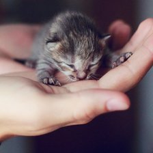 Схема вышивки «маленькое счастье»