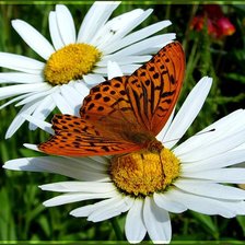 Схема вышивки «№224177»