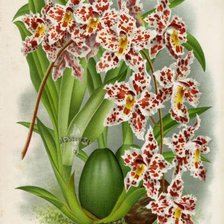 Схема вышивки «Орхидеи»