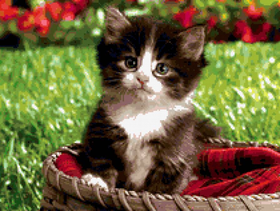 котька=) - кошка, котенок, животные - предпросмотр