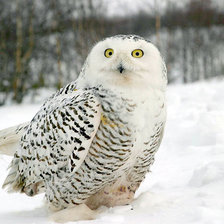 Схема вышивки «Сова»