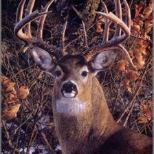 Схема вышивки «олень»