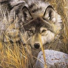 Схема вышивки «волк»