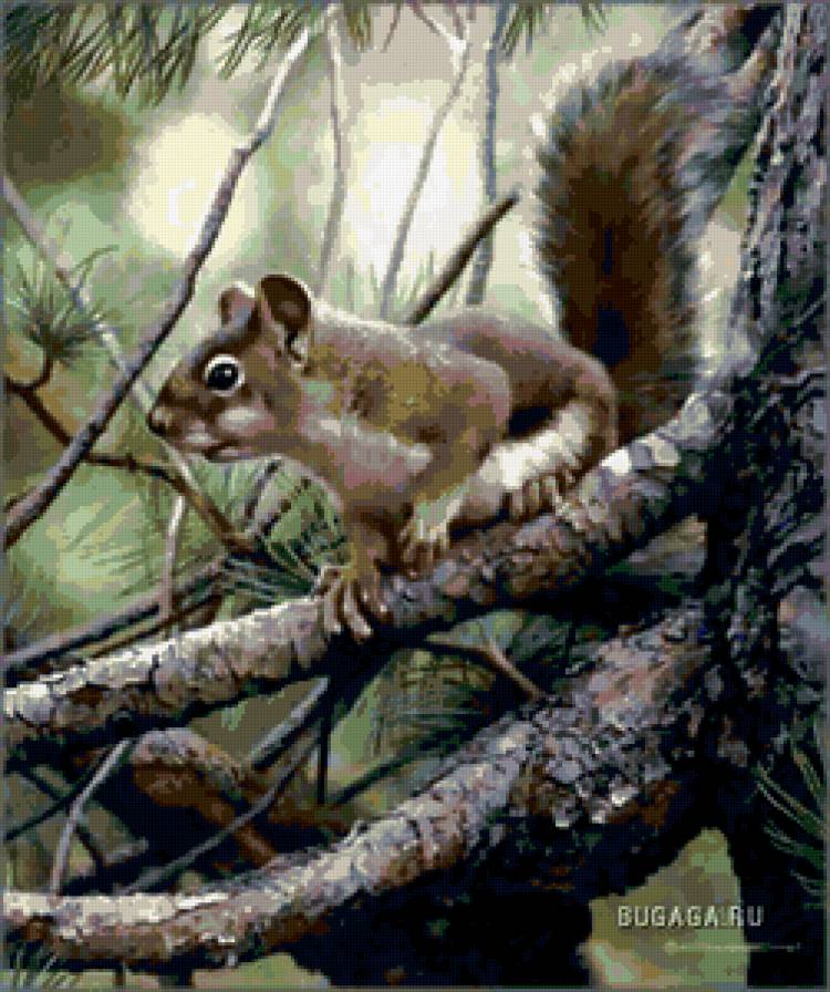 белка - деревья, животные, лес, шишки, белка, природа - предпросмотр