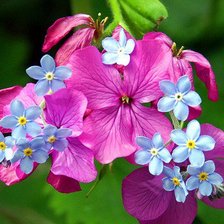 Схема вышивки «008»