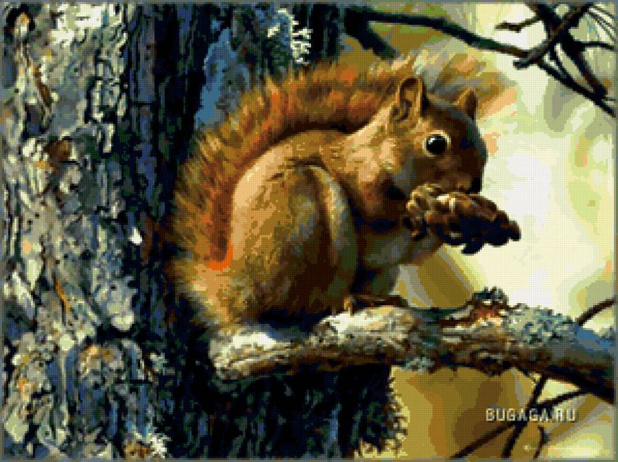 белка - шишки, деревья, природа, белка, животные, лес - предпросмотр