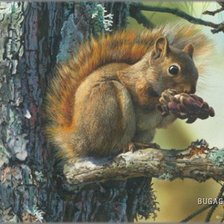 Схема вышивки «белка»