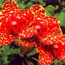 Схема вышивки «№224614»