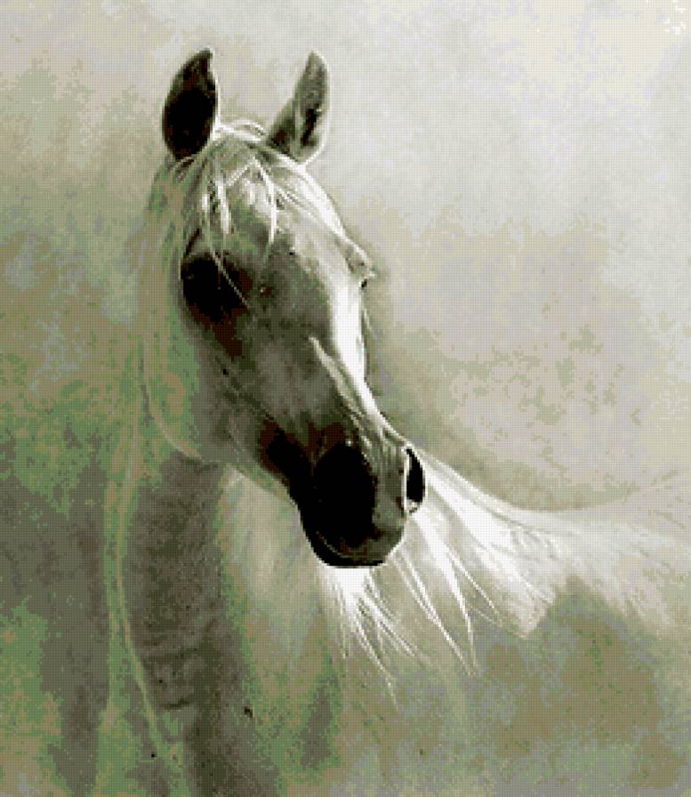 белая лошадь - конь, лошадь - предпросмотр