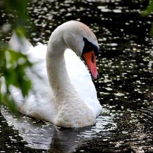 Схема вышивки «лебеди»