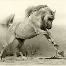 Схема вышивки «Лошадь»