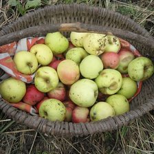 Схема вышивки «Яблоки»