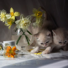 Схема вышивки «НАТЮРМОРТ»