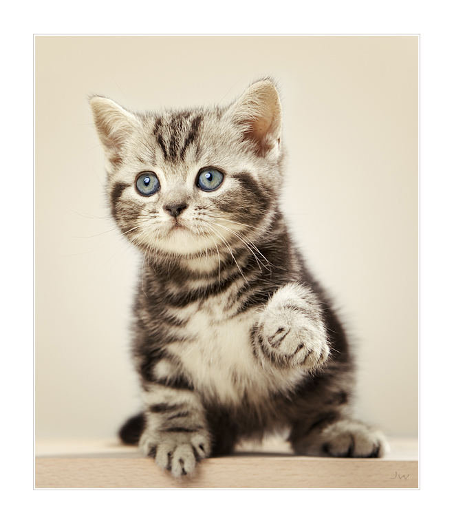 Дай лапку дружить - котенок, милашка, животнве, кошка - оригинал