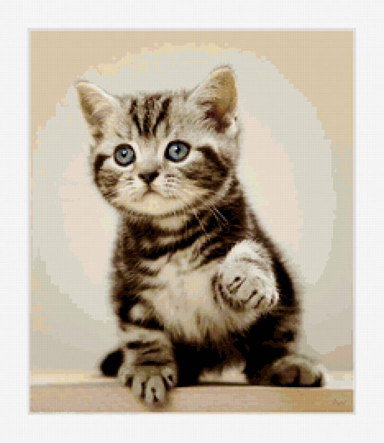 Дай лапку дружить - котенок, кошка, милашка, животнве - предпросмотр