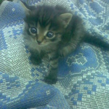 Схема вышивки «котенок»