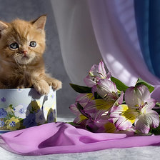 Схема вышивки «рыжик в коробке»