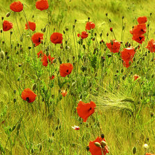 Схема вышивки «Маки в поле»