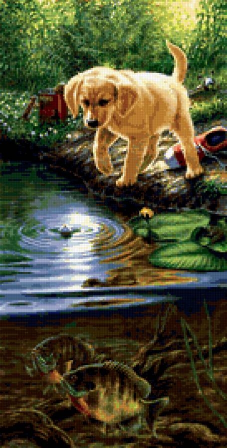 №225158 - рыбы, собака, пруд - предпросмотр