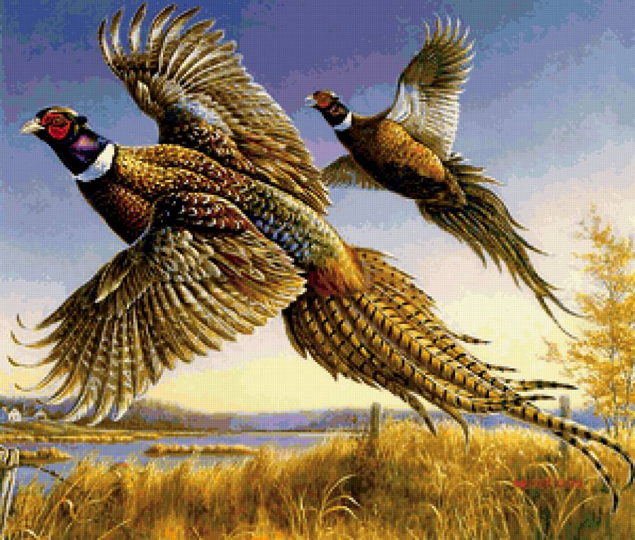 №225168 - птицы, фазаны - предпросмотр