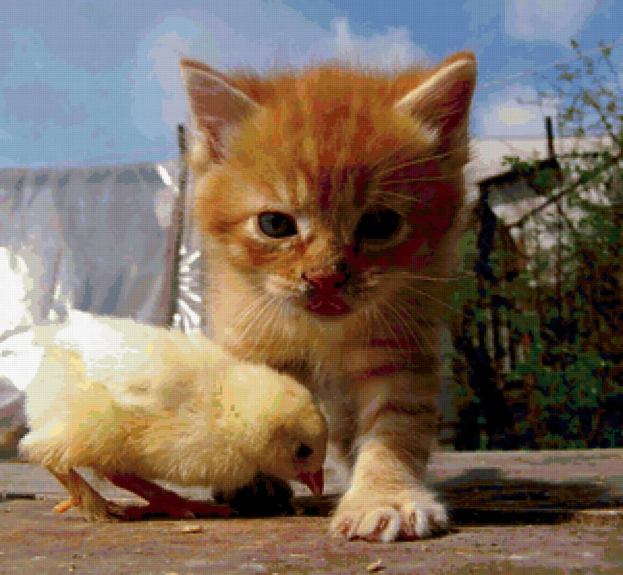 рыжики - кошка, друзья, цыпленок, котенок - предпросмотр