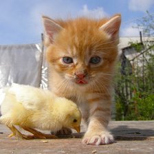 Схема вышивки «рыжики»