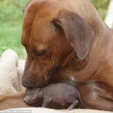 Схема вышивки «Собака и поросенок»