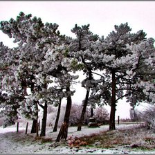 Схема вышивки «erdő»