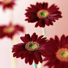 Схема вышивки «Цветы»