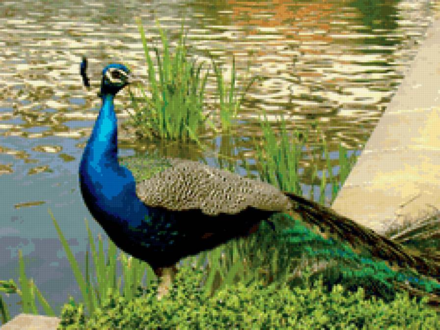 павлин - картина, животные, птицы.павлин, фауна, природа - предпросмотр
