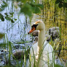 Схема вышивки «лебеди на пруду»