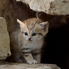 Схема вышивки «кошка в пищере»