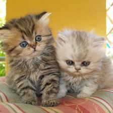 Схема вышивки «Котята»