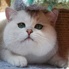 Схема вышивки «кисуля»