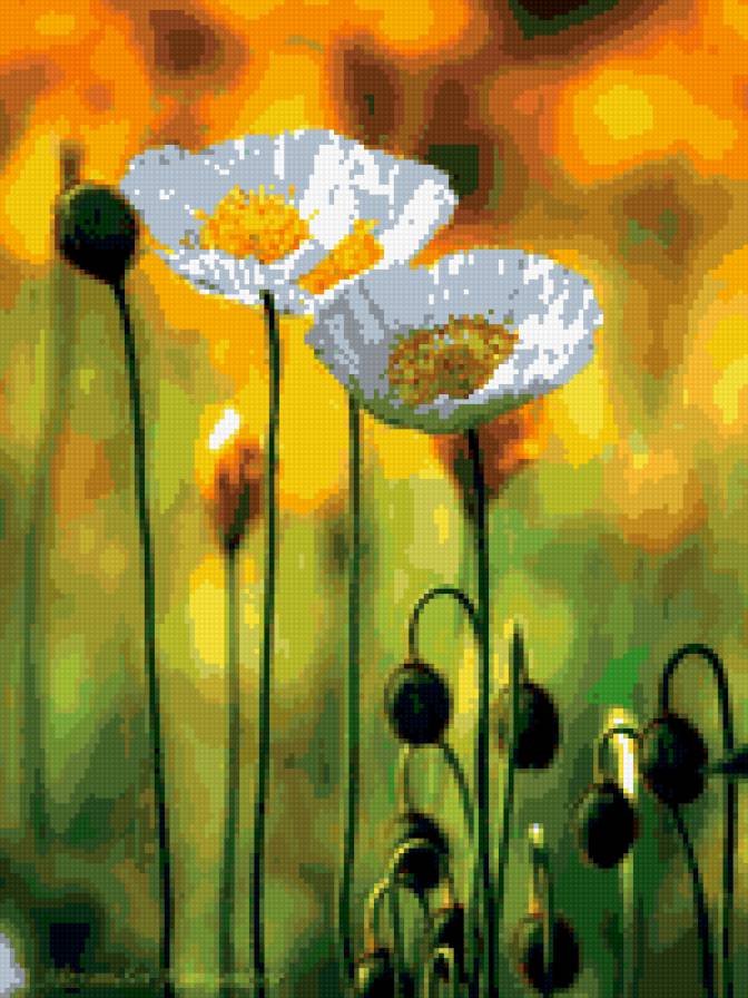 белые маки - маки, белые маки, цветы - предпросмотр