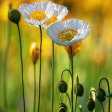 Схема вышивки «белые маки»