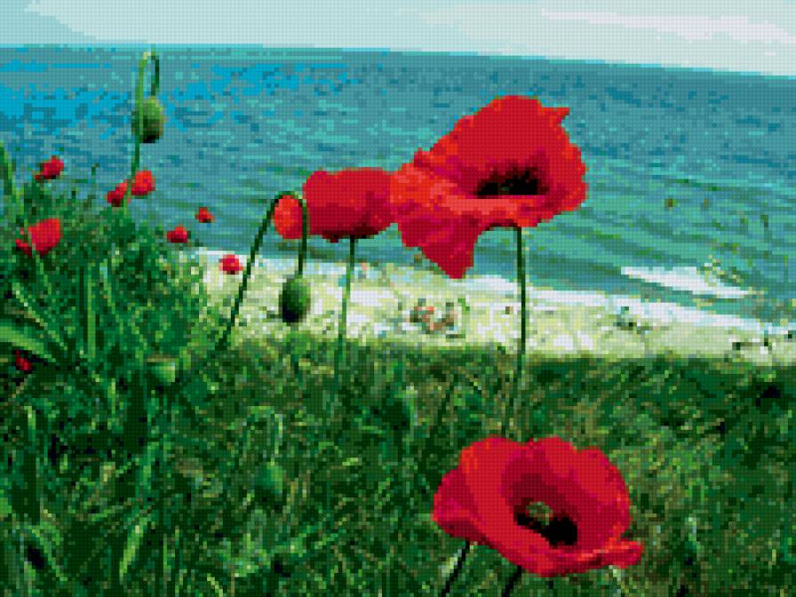 маки на море - море, маки, маки на море - предпросмотр