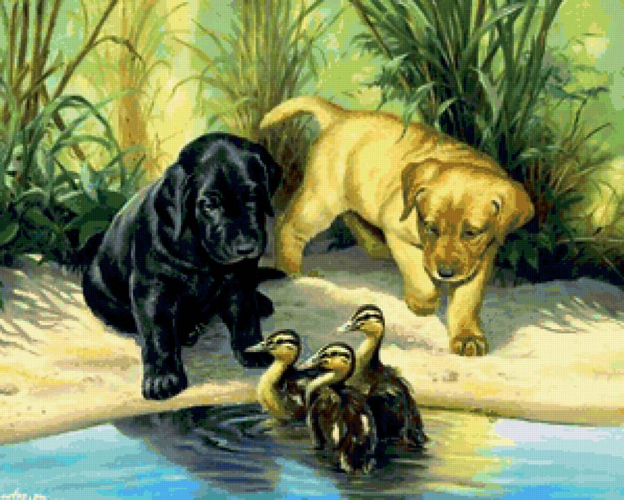 Собачки у прудика - пруд, дружба, собаки, утки, камыш - предпросмотр