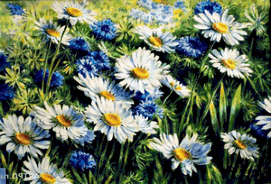 Васильково-ромашковое поле - ромашки, букет, цветы, поле, василек, картина, натюрморт, васильки - предпросмотр