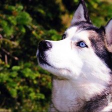 Схема вышивки «хаски»