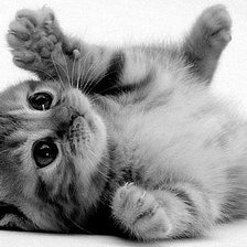 Схема вышивки «Котенок»