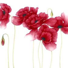 Схема вышивки «Маки»