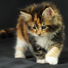 Схема вышивки «котенок»