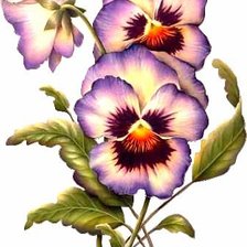 Схема вышивки «№226155»