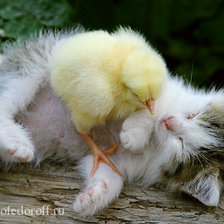 Схема вышивки «сладкий сон»