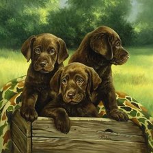 Схема вышивки «породистые собачки»