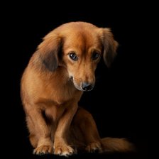 Схема вышивки «песик»