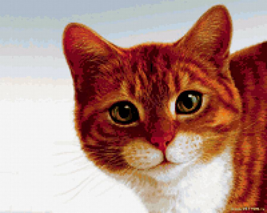 Рыжий котик - кошки, рыжий - предпросмотр